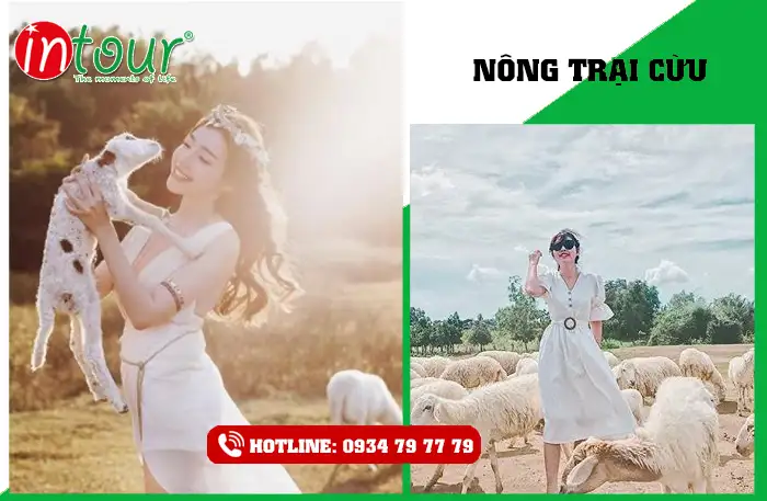 Nông Trại Cừu Nông Trại Cừu